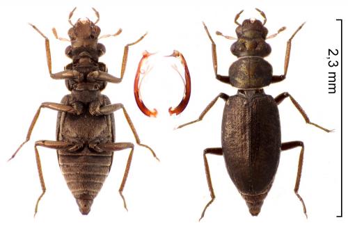 Ochthebius quadricollis